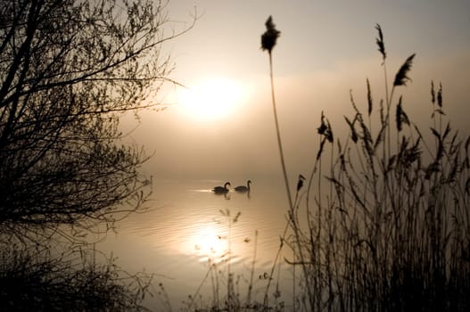 golden light
