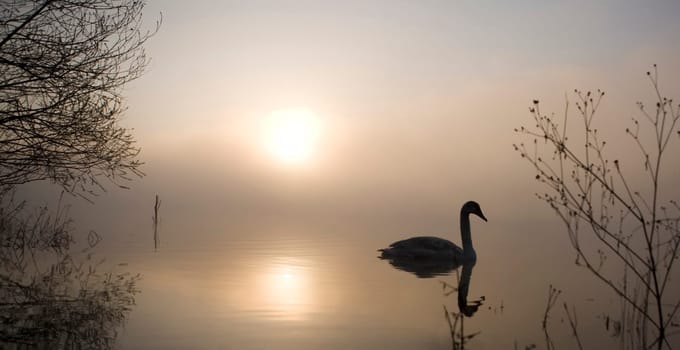 Morning at the lake