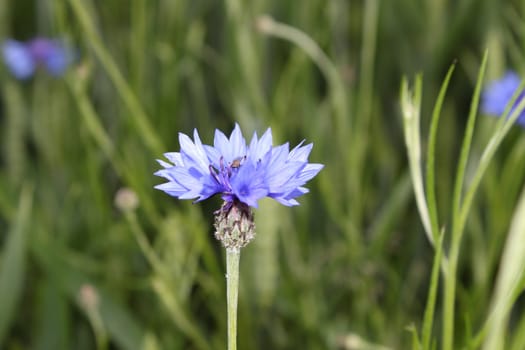 Floret