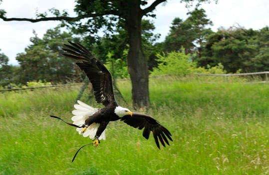 Bald Eagle