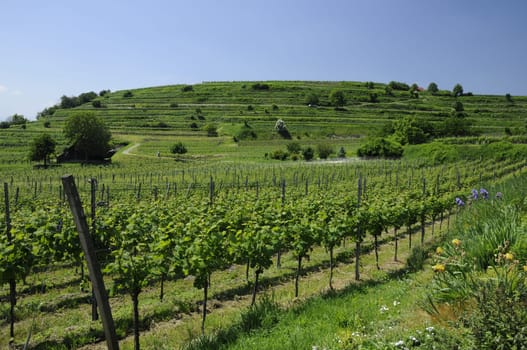 Vineyard near Burkheim,Kaiserstuhl