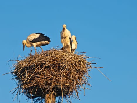 Stork