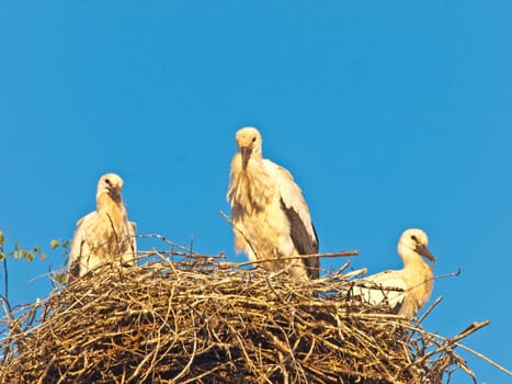 Stork