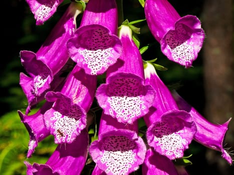 Digitalis purpurea