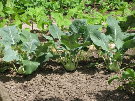 Kohlrabi and beans in the vegetable patch