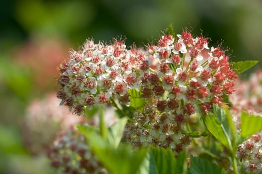 Snowball - Viburnum