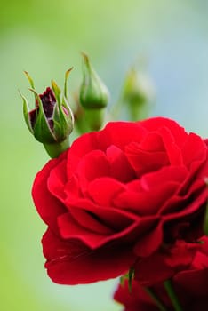 roses 2