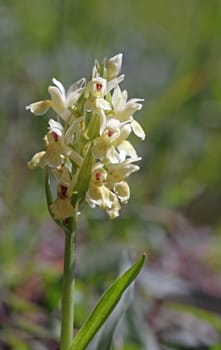 Dactylorhiza sambucina