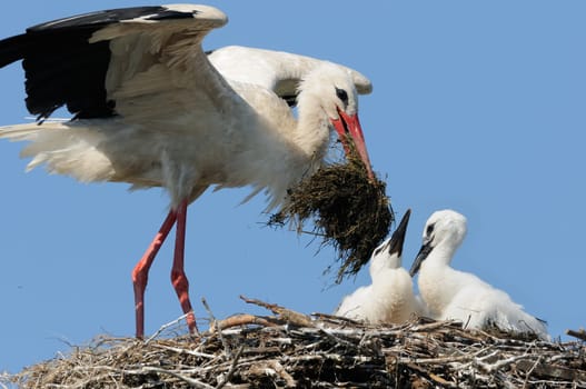 Brood care for the storks II