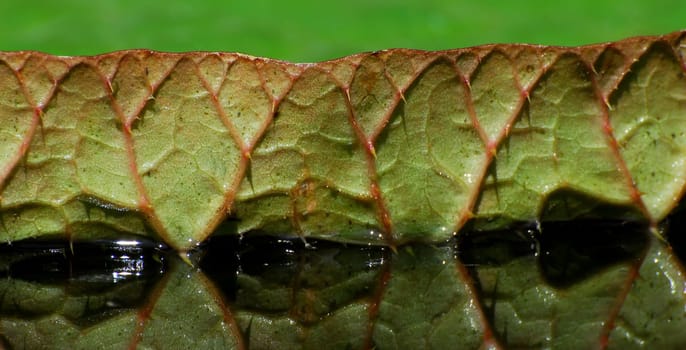 Victoria Water Lily