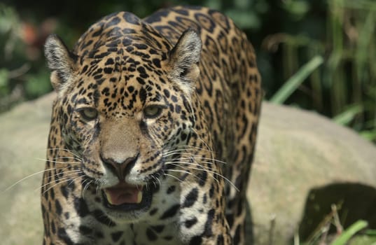Jaguar