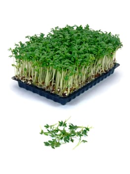 Garden cress (lepidium sativum)