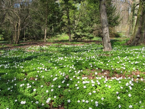 Forest with wood anemones