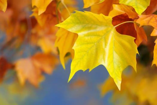 autumn leaves