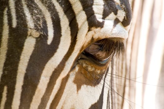 Zebra Eye