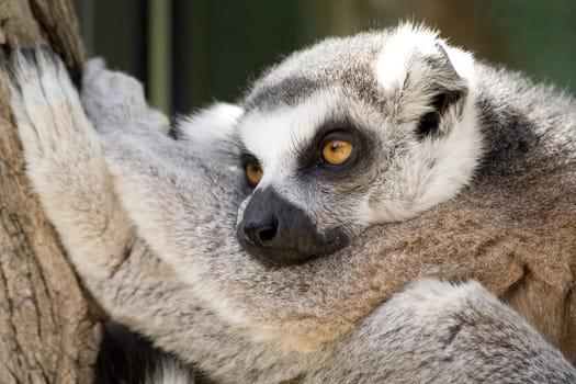 Lemur´s relax