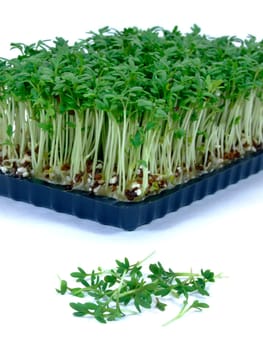 Garden cress (lepidium sativum)