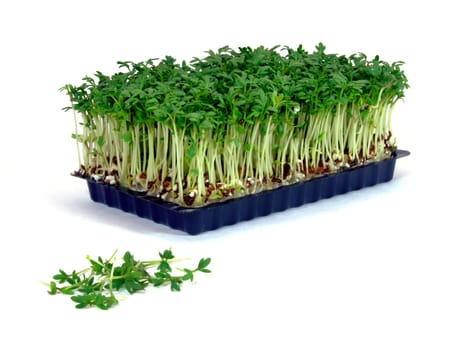 Garden cress (lepidium sativum)