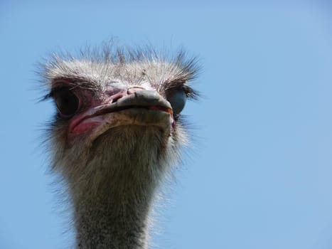 Ostrich