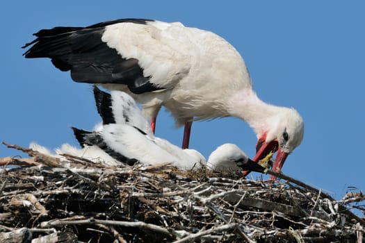 Young white storks,4 weeks old at feeding