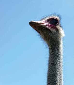 Ostrich