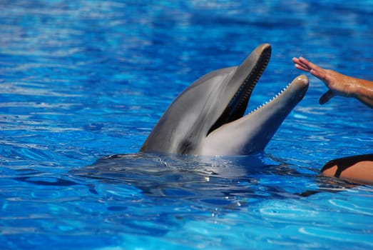 Dolphin Therapy
