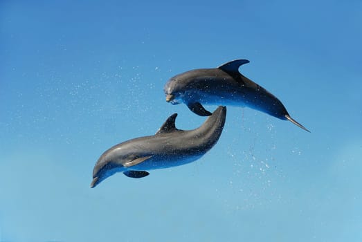 two dolphins
