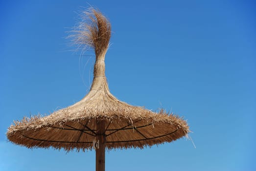 parasol