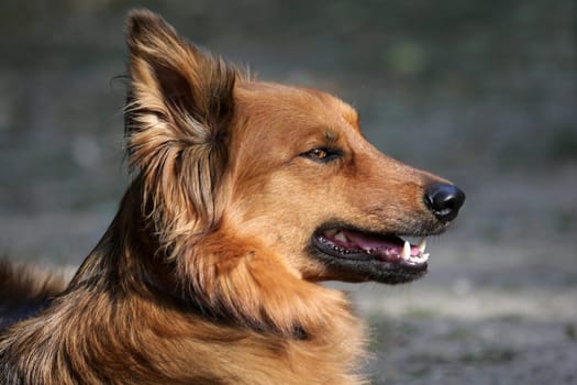 Dog Portrait