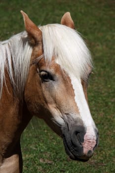 The name Haflinger can be traced back to the South Tyrolean mountain village of Avelengo. The name is based on the fact that the blond horses are closely linked to the history of Avelengo and the landscape around the small village above the Kurst
