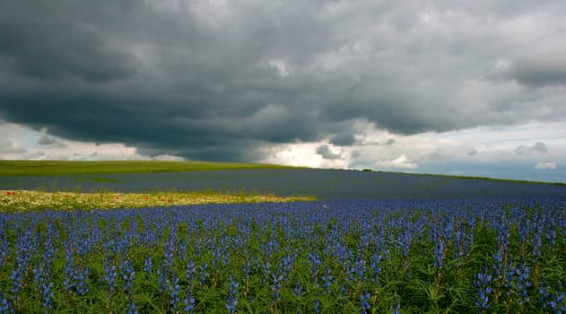Lupine Field