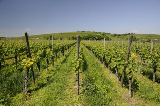 Vineyard near Burkheim am Kaiserstuhl