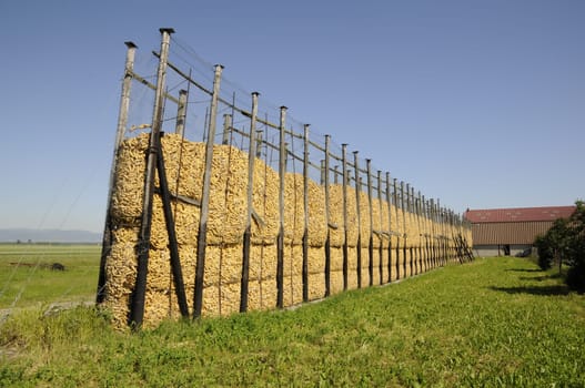 Corn