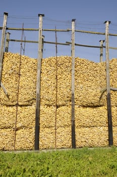 Corn