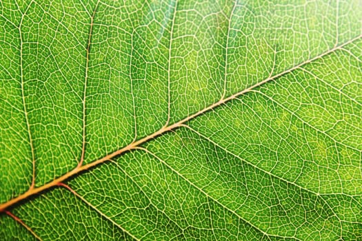 leaf
