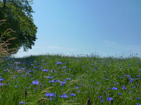 Cornflowers