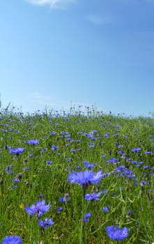 Cornflowers
