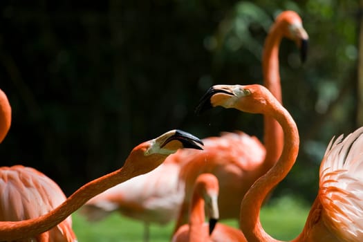 Flamingo Portrait
