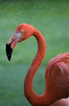 Flamingo Portrait