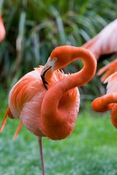 Flamingo Portrait