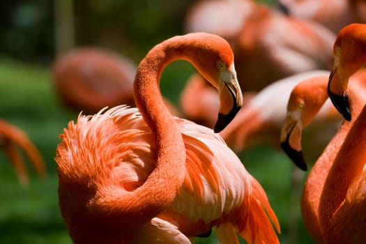 Flamingo Portrait