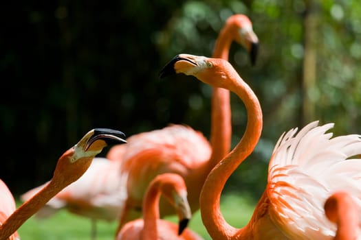 Flamingo Portrait