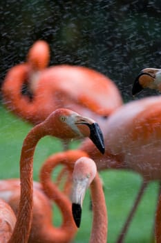 Flamingo Portrait