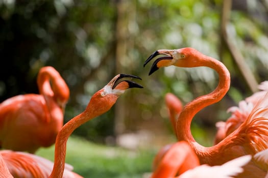 Flamingo Portrait