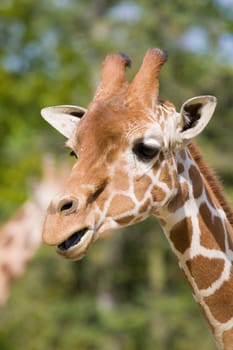 Giraffe Portrait