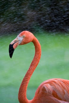 Flamingo Portrait