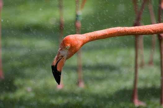Flamingo Portrait