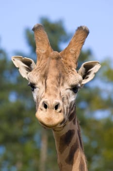 Giraffe Portrait