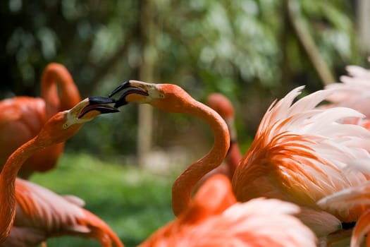 Flamingo Portrait