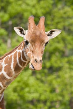 Giraffe Portrait